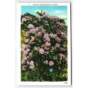 Vintage Linen Postcard Mountain Rhododendron in Bloom Asheville NC